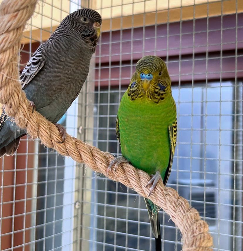 Yellow Napped Amazon parrot 